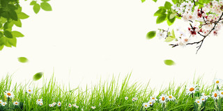 青草树叶花朵绿色健康背景图春天梨花